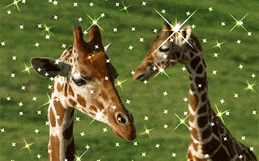 Sparkles Giraffe
